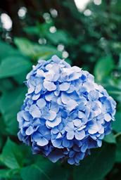 あじさい